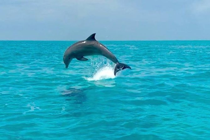 Key West Dolphin Watch and Snorkel Cruise - Dolphins in Their Natural Habitat