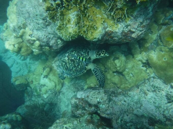 Key West: Dolphin Watching and Snorkeling Sunset Cruise - Booking and Cancellation Policy