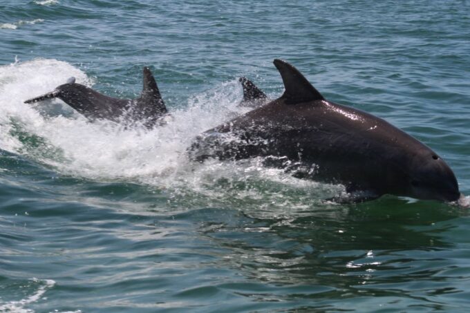 Key West: Dolphin Watching and Snorkeling Sunset Cruise - Sunset Cruise and Complimentary Drinks