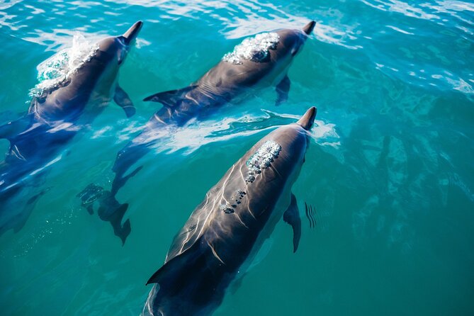 Key West Dolphin Watching and Snorkeling With Beer and Wine From Miami - Key Points