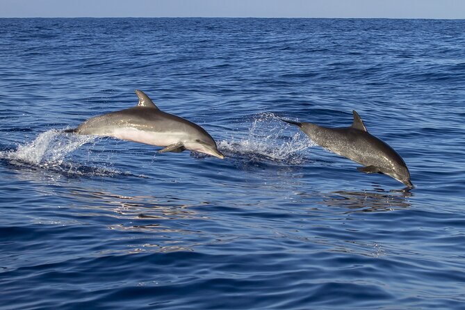 Key West Dolphin Watching and Snorkeling With Beer and Wine From Miami - Schedule and Accessibility