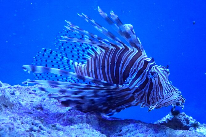 Key West Dolphin Watching and Snorkeling With Beer and Wine From Miami - Customer Feedback