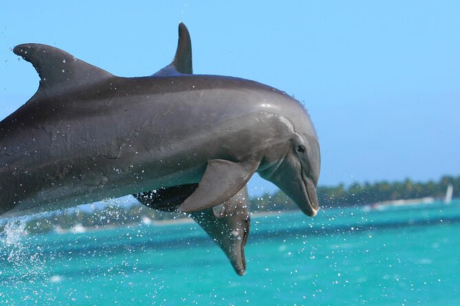 Key West Dolphin Watching and Snorkeling With Beer and Wine From Miami - Dolphin Watching Excursion