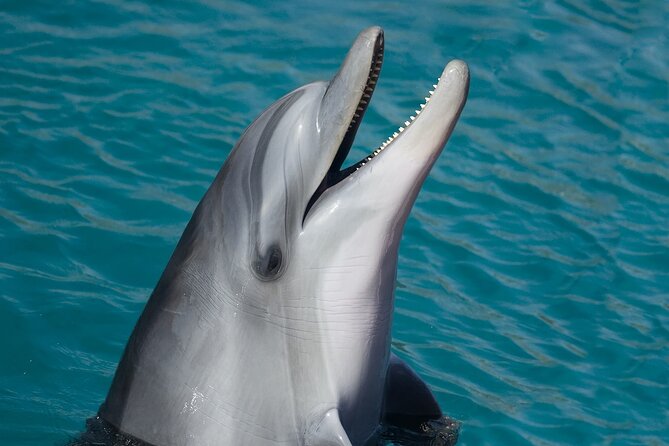 Key West: Dolphin Watching Cruise & Snorkeling Unlimited Beer & Soda - Beverage Options