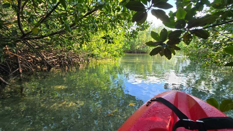 Key West: Kayak or Paddleboard Rental - Who Will Love This?