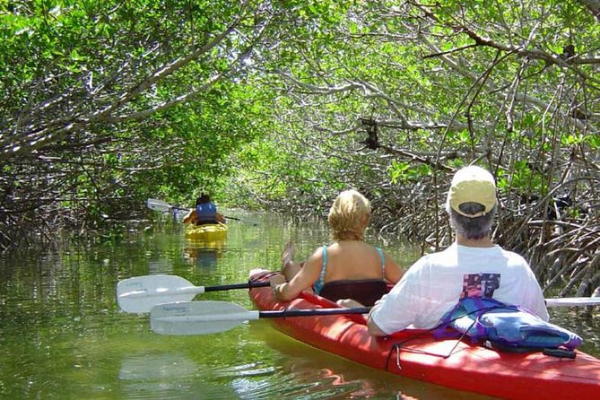 Key West Mangrove Kayak Eco Tour - Just The Basics
