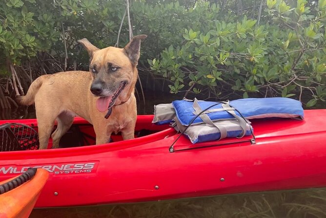 Key West Mangrove Kayak Eco Tour - Cancellation Policy
