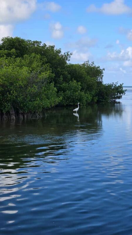 Key West: Mangrove Kayak or SUP Eco Tour - Authentic Experiences and Reviewer Insights