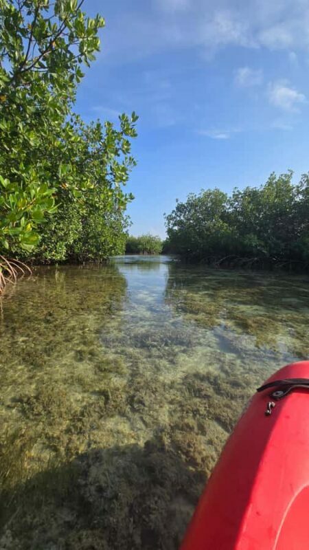 Key West: Mangrove Kayak or SUP Eco Tour - Who Is This Tour Best Suited For?
