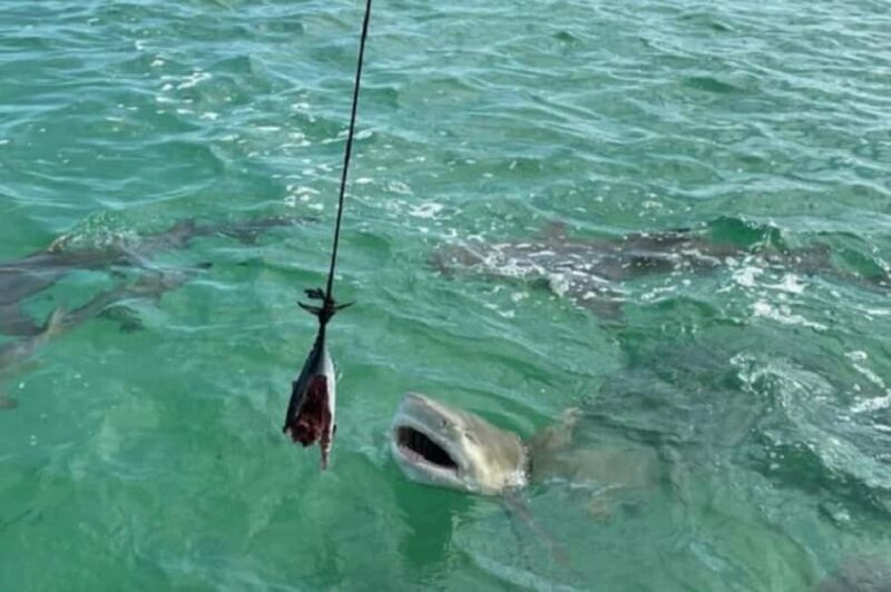 Key West: Shark and Wildlife Viewing Catamaran Tour - Key Points
