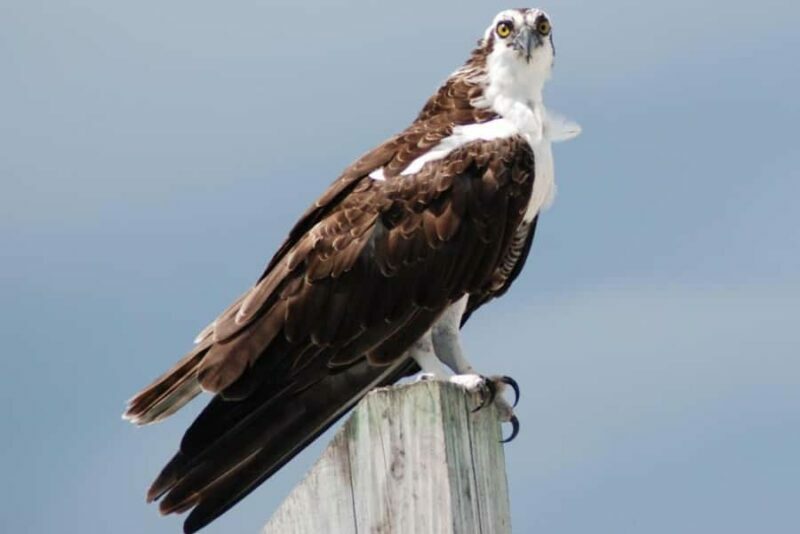 Key West: Shark and Wildlife Viewing Catamaran Tour - FAQs