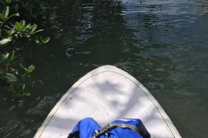 Key West Stand Up Paddleboard Rental - Native Wildlife Sightings