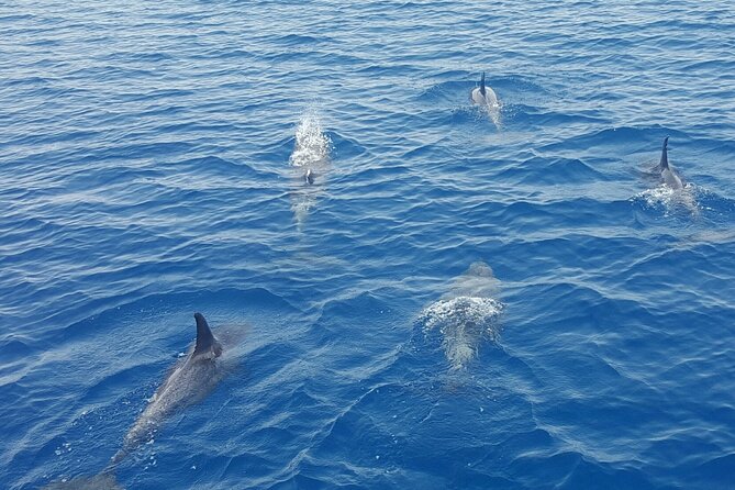 Key West Sunset Sail: Dolphin Watching, Wine, and Tapas - Meeting and Departure Point