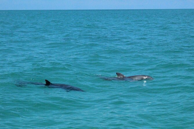 Key West Tours From Miami: Dolphin Discovery, Snorkeling & More ! - Transportation and Pickup