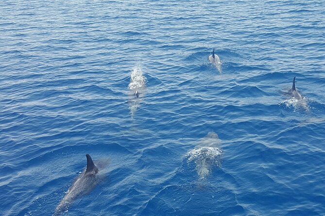 Key Wests Favorite Afternoon Dolphin Sail - Inclusions and Meeting Details