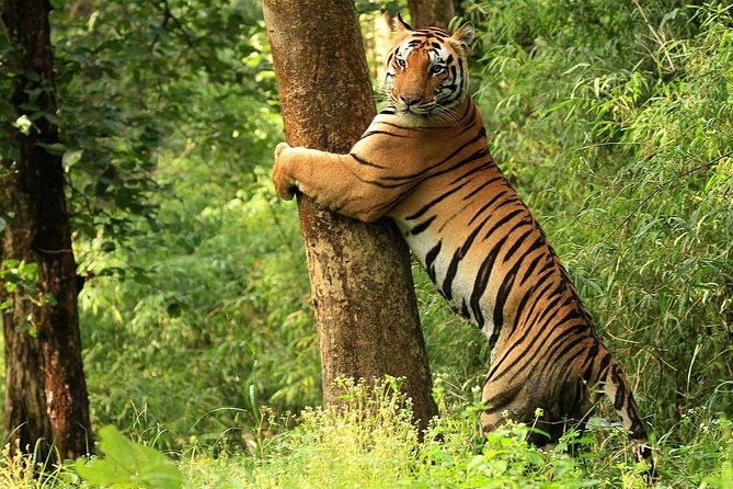 Khajuraho and National Parks 3-Day Private Tour - Key Points