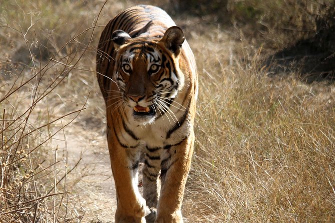 Khajuraho Erotica & Panna Exotica Wildlife - Transport and Guide