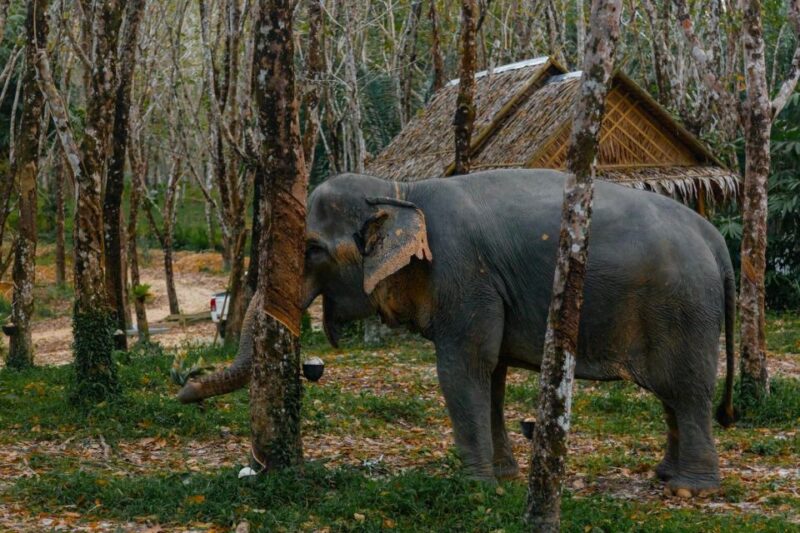 Khao Lak: 1-Hour Elephant Sanctuary Eco-Journey With Shuttle - Customer Satisfaction Highlights