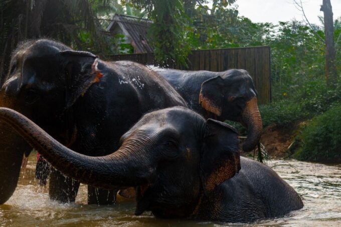 Khao Lak: 1-Hour Elephant Sanctuary Eco-Journey With Shuttle - Recap
