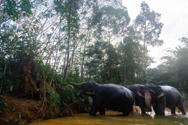 Khao Lak: 2-Hour Elephant Sanctuary Eco-Walk With Guided - Detailed Itinerary