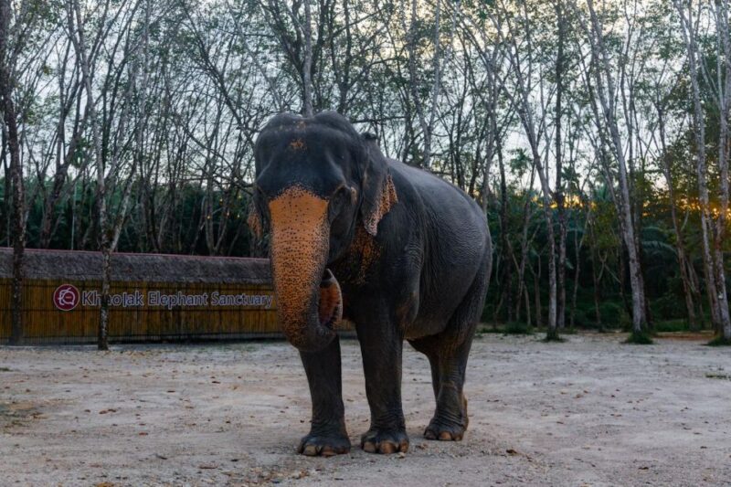 Khao Lak: 2-Hour Elephant Sanctuary Eco-Walk With Guided - Ethical Elephant Interactions