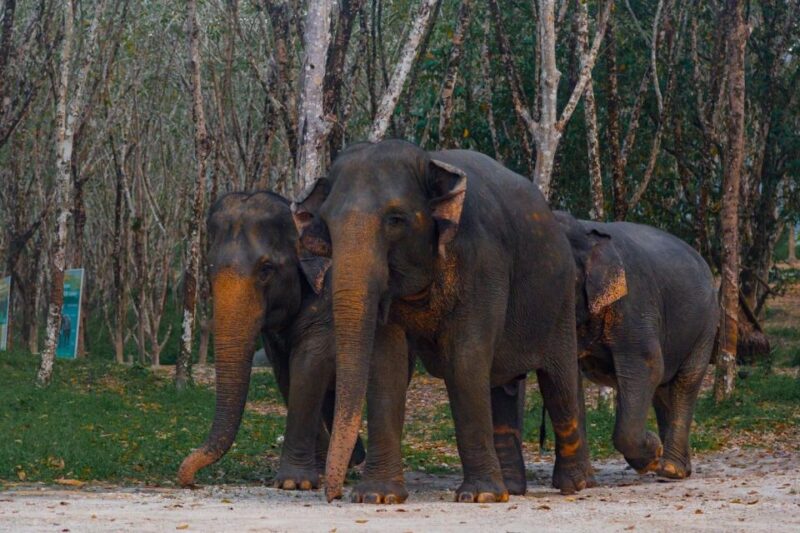 Khao Lak: 2-Hour Elephant Sanctuary Eco-Walk With Guided - Transportation and Meeting Point