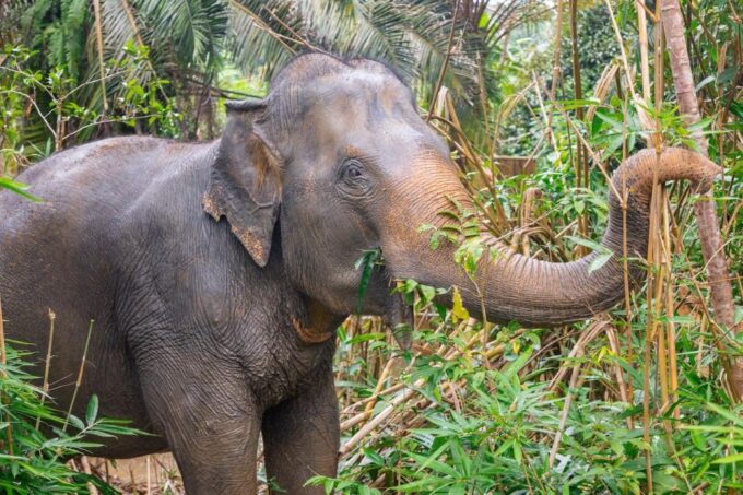 Khao Lak Adventure: Bamboo Rafting & Elephant Walk Journey - Frequently Asked Questions