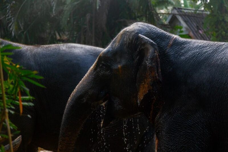 Khao Lak: All-Day Elephant Sanctuary Experience Small Groups - Itinerary and Activities