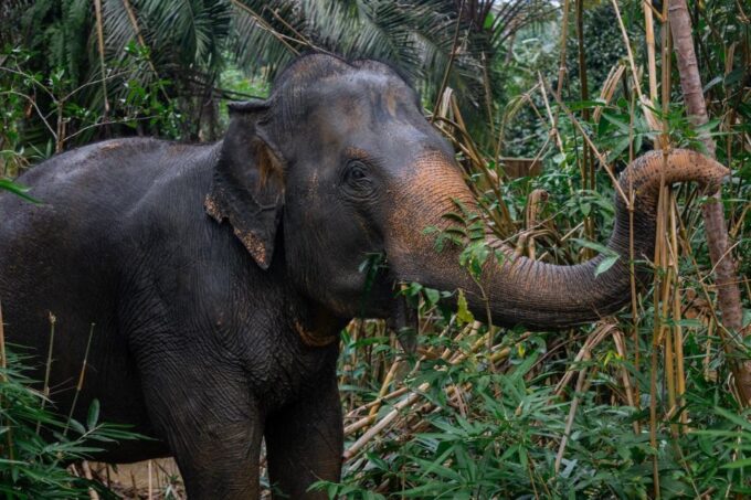 Khao Lak: All-Day Elephant Sanctuary Experience Small Groups - Sanctuarys Focus on Elephant Welfare