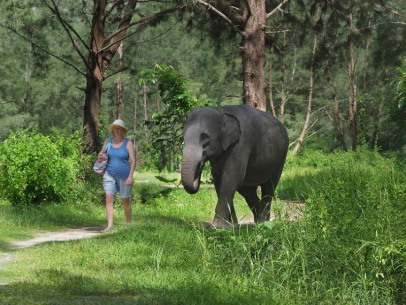 Khao Lak: Bamboo Rafting, Elephants, and Turtle Center Tour - Itinerary Highlights