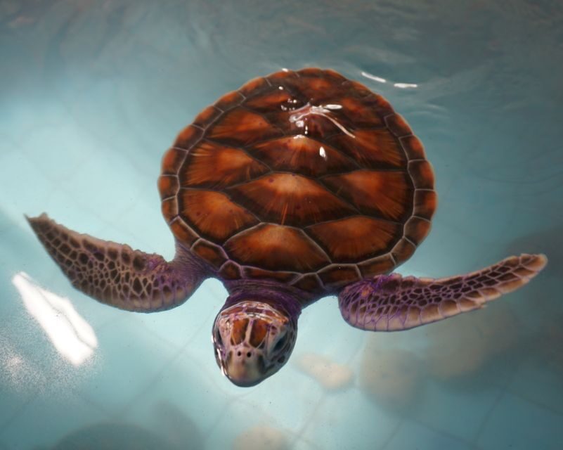 Khao Lak: Bamboo Rafting, Elephants, and Turtle Center Tour - What to Bring