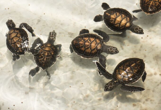 Khao Lak: Bamboo Rafting, Elephants, and Turtle Center Tour - Turtle Conservation Center Visit