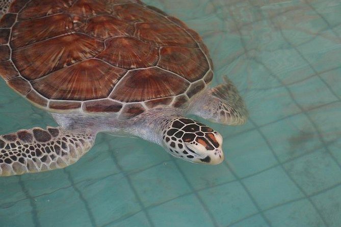 Khao Lak: Bamboo Rafting & Sea Turtle Conservation Center - Hotel Pickup and Drop-off