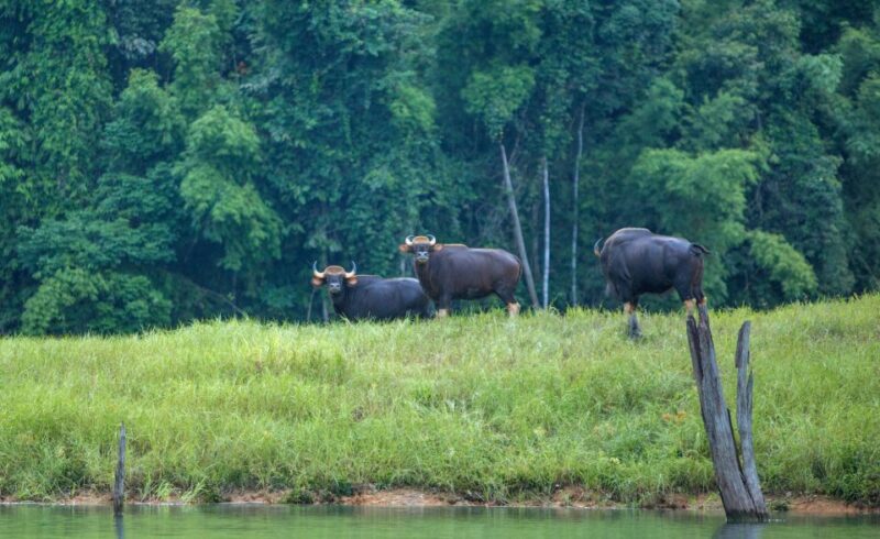 Khao Lak: Cheow Lan Lake Overnight Resort Stay With Meals - Accommodation and Meals