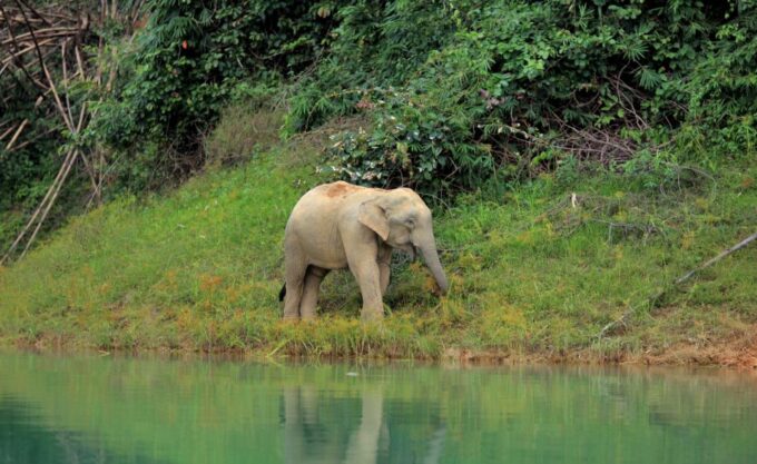 Khao Lak: Cheow Lan Lake Overnight Resort Stay With Meals - Important Information