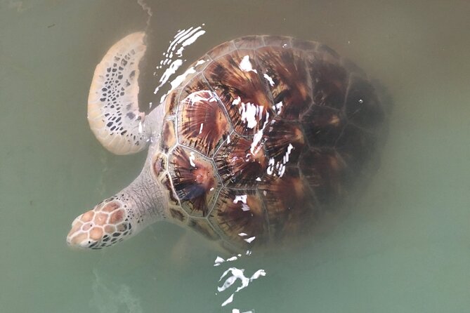 Khao Lak Eco-Safari: Elephants, Tsunami Museum, and Turtles - Elephant Interaction