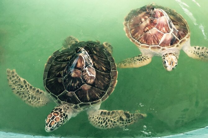 Khao Lak Eco-Safari: Elephants, Tsunami Museum, and Turtles - Meal at the Sanctuary