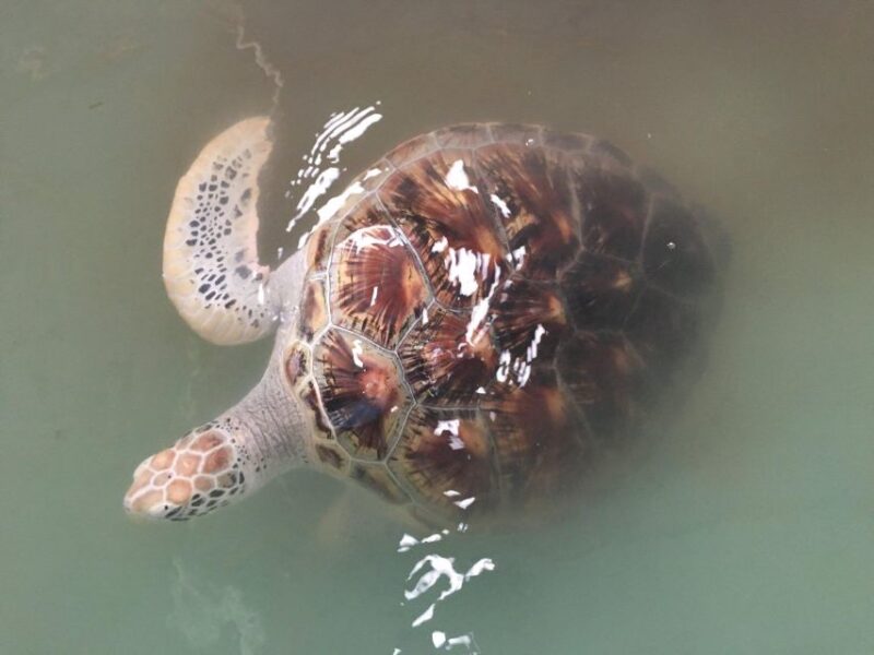 Khao Lak Eco-Safari: Elephants, Tsunami Museum, and Turtles - Itinerary Highlights