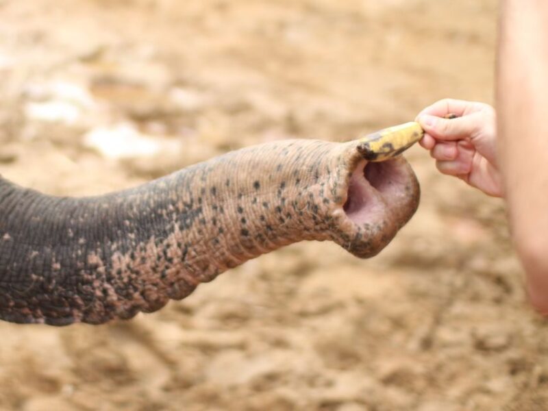 Khao Lak: Elephant Bathing and Feeding Tour - Key Points