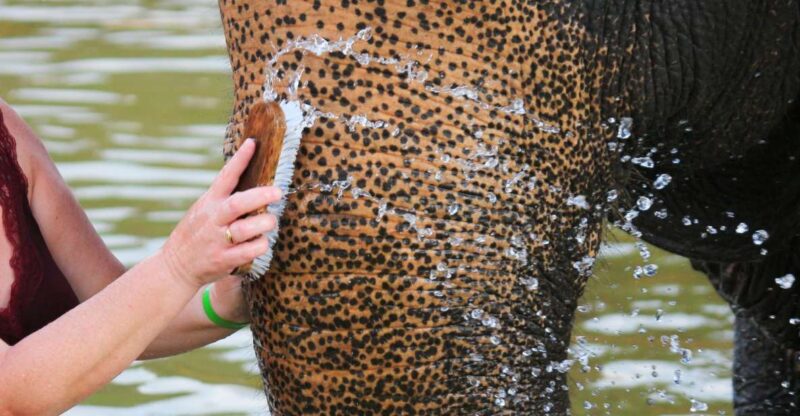 Khao Lak: Elephant Bathing and Feeding Tour - Experience Highlights