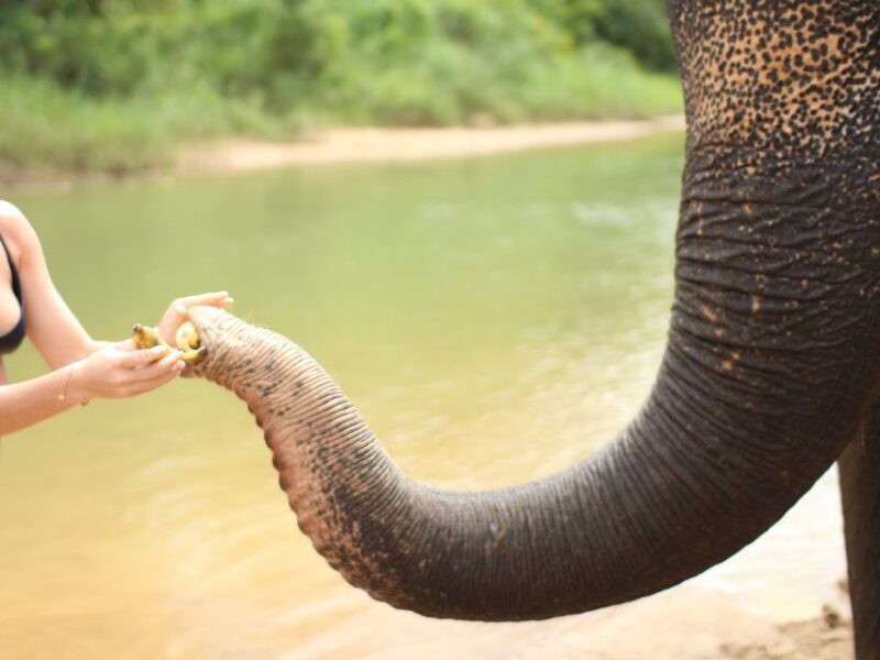 Khao Lak: Elephant Bathing and Feeding Tour - Inclusions and What to Bring