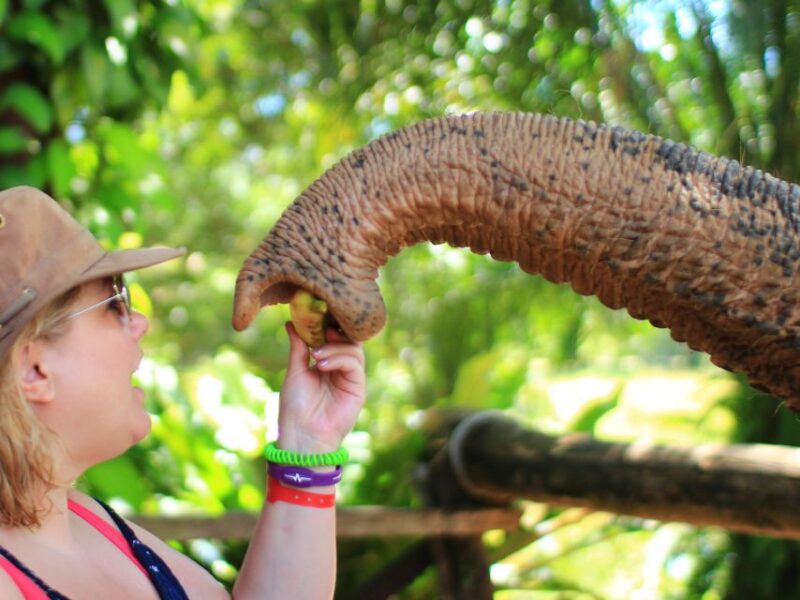 Khao Lak: Elephant Bathing and Feeding Tour - Ethical Considerations