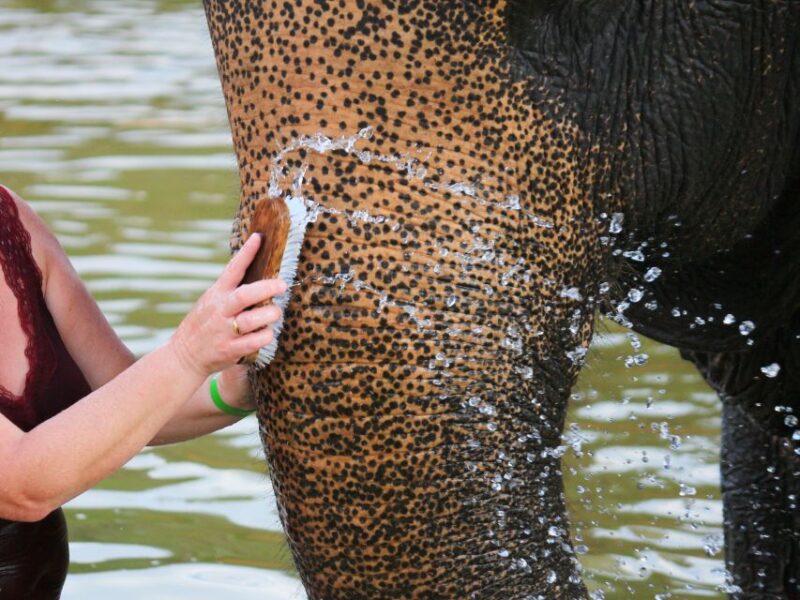 Khao Lak: Elephant Bathing and Feeding Tour - Customer Reviews and Ratings