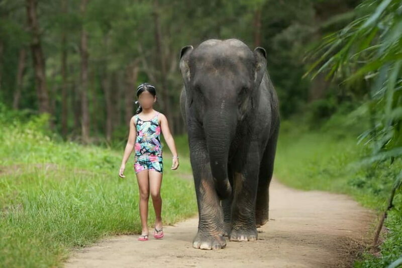 Khao Lak: Elephant Bathing and Turtle Center Visit - Why It Matters: The Value of Ethical Wildlife Tourism