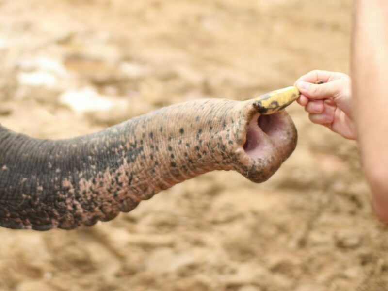 Khao Lak: Elephant Bathing and Turtle Center Visit - Final Thoughts: Who Should Consider This Tour?