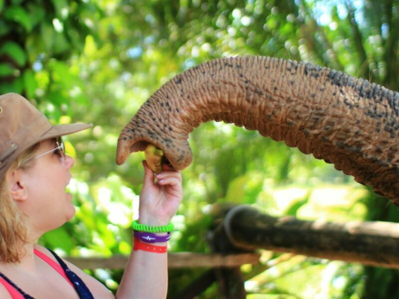 Khao Lak: Elephant Bathing and Turtle Center Visit - Final Words