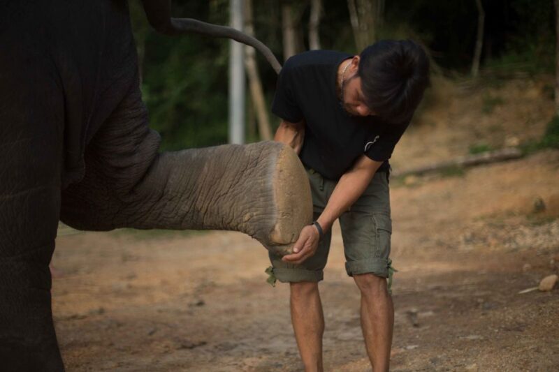 Khao Lak: Elephant Care Experience - Itinerary