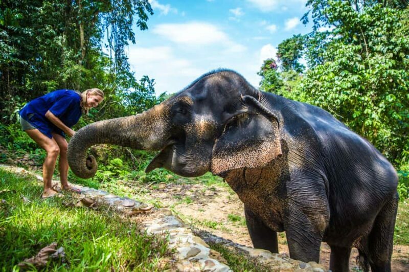 Khao Lak: Elephant Care Experience with Jungle Walk & Lunch - Key Points