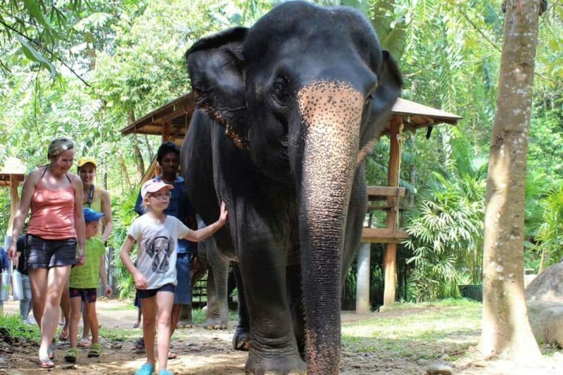 Khao Lak: Elephant Care Experience with Jungle Walk & Lunch - An Honest Look at the Elephant Care Experience in Khao Lak
