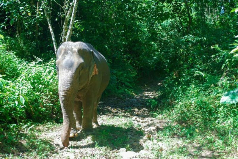 Khao Lak: Elephant Care Experience with Jungle Walk & Lunch - FAQs